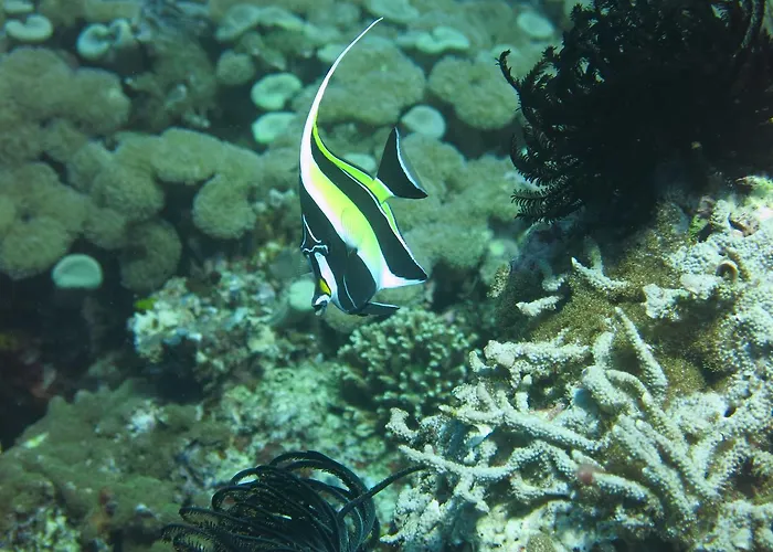 D & D Dive Center ペムテラン
